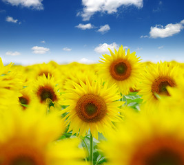 Fototapeta premium field of blooming sunflowers