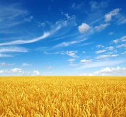 Peel and stick wall murals Countryside wheat field and sky