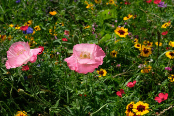Photo of pink poppy in a field of wild flowers, taken on a sunny day in mid-summer in Eastcote, UK