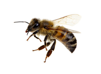 Bee isolated on white
