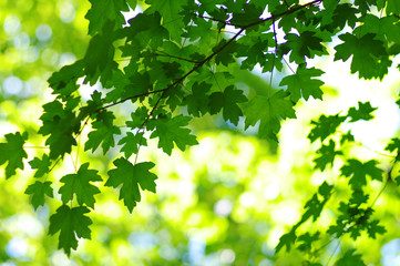 Naklejka premium Green leaves background