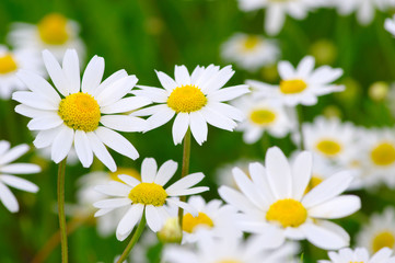 Fototapeta na wymiar White daisy on field