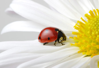 Ladybug on a flower