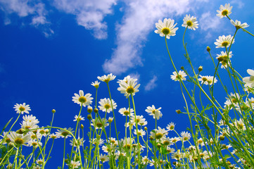 White camomiles on blue sky