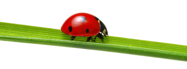 Ladybug on green grass