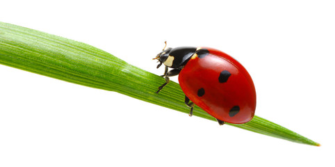 Ladybug on green grass