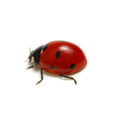 Ladybug isolated on white