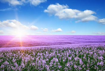 Fototapeta premium Spring flower field
