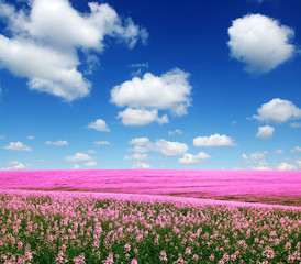 Obraz na płótnie Canvas Spring flower field