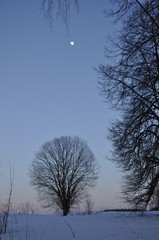 зимний ковыль