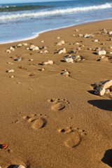 Little footprints on sand beach on Gozo island, Malta