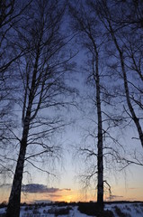 зимний ковыль