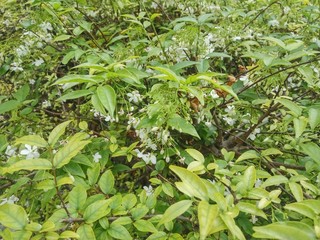 inside bush of green leaves those were cover little white flowers above.