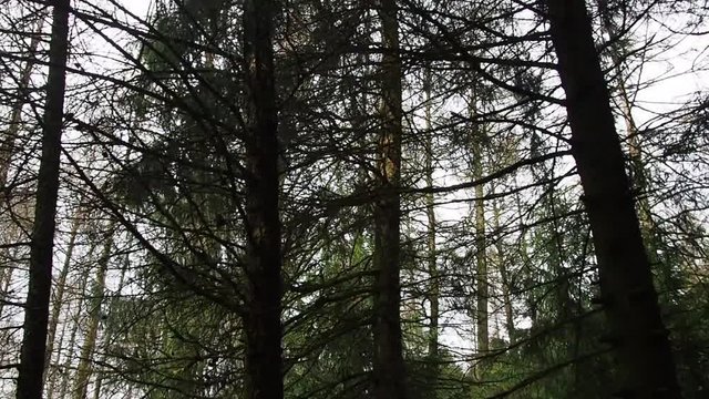 Movimiento entre bosque de pinos y &aacute;rboles de hoja caduca. Alemania