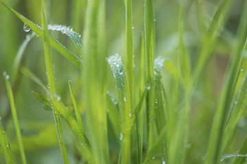Natural background of grass after rain