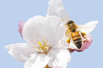Honey bee flying around cherry blossom
