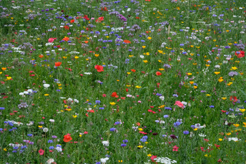 Meadow full of a variety of wild flowers, England UK