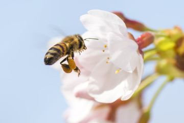 Honey bee flying around cherry blossom