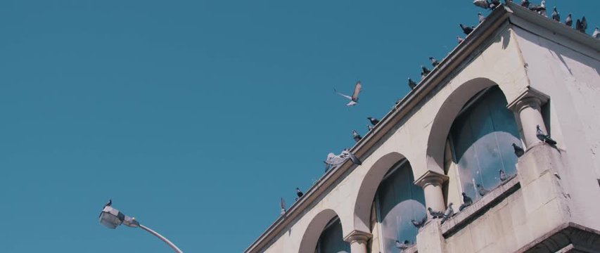 Birds flying around building