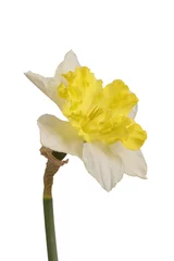 Foto op Canvas Yellow daffodil (Narcissus) on a white background © NERYX