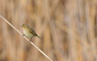 Luì piccolo che guarda a sinistra posato sulla canna nella palude