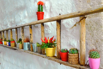 Colorful succulent on a wooden stair in a street - Italy