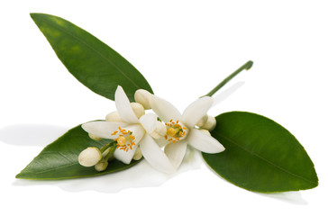 Close up of orange or tangerine blossom.