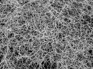 Black and white natural abstract background