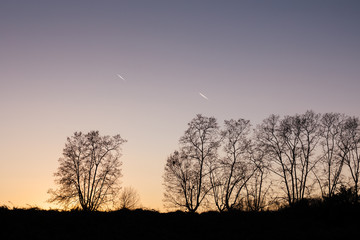Silhouette of trees at sunset