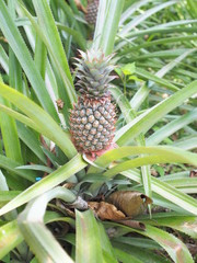 Obraz premium pineapple and green leaves.