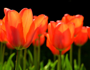 red tulips