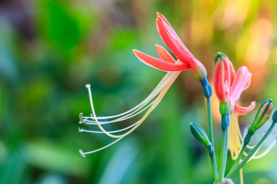 Beautiful gueen lily in the garden.