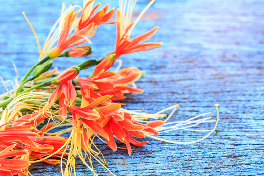 Beautiful gueen lily on wooden background.