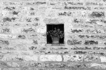 Isolated plant iside a window on a brick wall (Spello, Umbria, Italy)