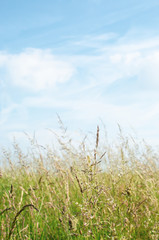 Wild Grasses in Summertime under Blue Sky with White Clouds