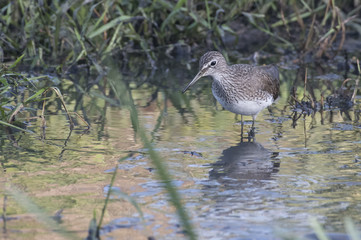 Bird: Sandpiper Searching for Food