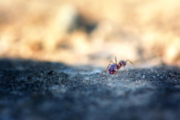 Springtime. Macro shot of an ant.
