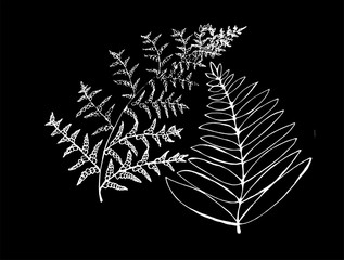Black and white fern illustration in a spiral. Young fern leaf. Chalk on a blackboard