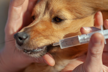 a shetland sheepdog dog takes his medicine with a plastic syringe