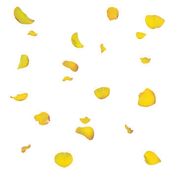Yellow rose petals are falling down. The flowers are realistic. Vector illustration. Summer design. Floral fly.