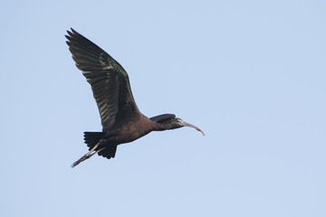 Bird : Close up of Mature Glossy Ibis in Flight