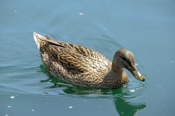 Mallard Hen