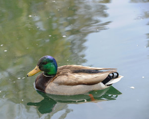 Mallard Drake