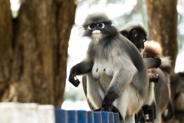 Dusky leaf monkey (Spectacled langur)