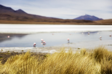 Laguna Hedionda in Bolivia