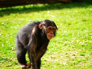 Chimpanzé