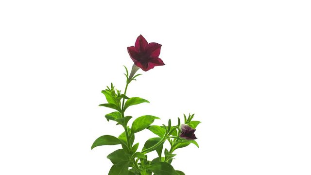 Timelapse of dark red petunia flower blooming on white background