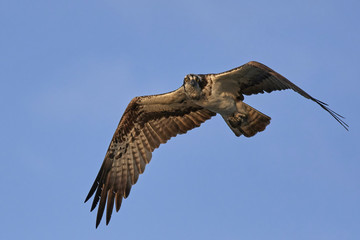 Osprey (Pandion haliaetus)