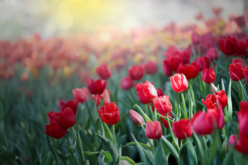 Fresh colorful beautiful tulips field in nature