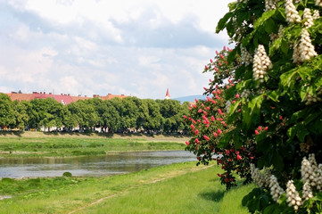 Chestnuts blossom white and pink flowers on the promenade of the city by the river